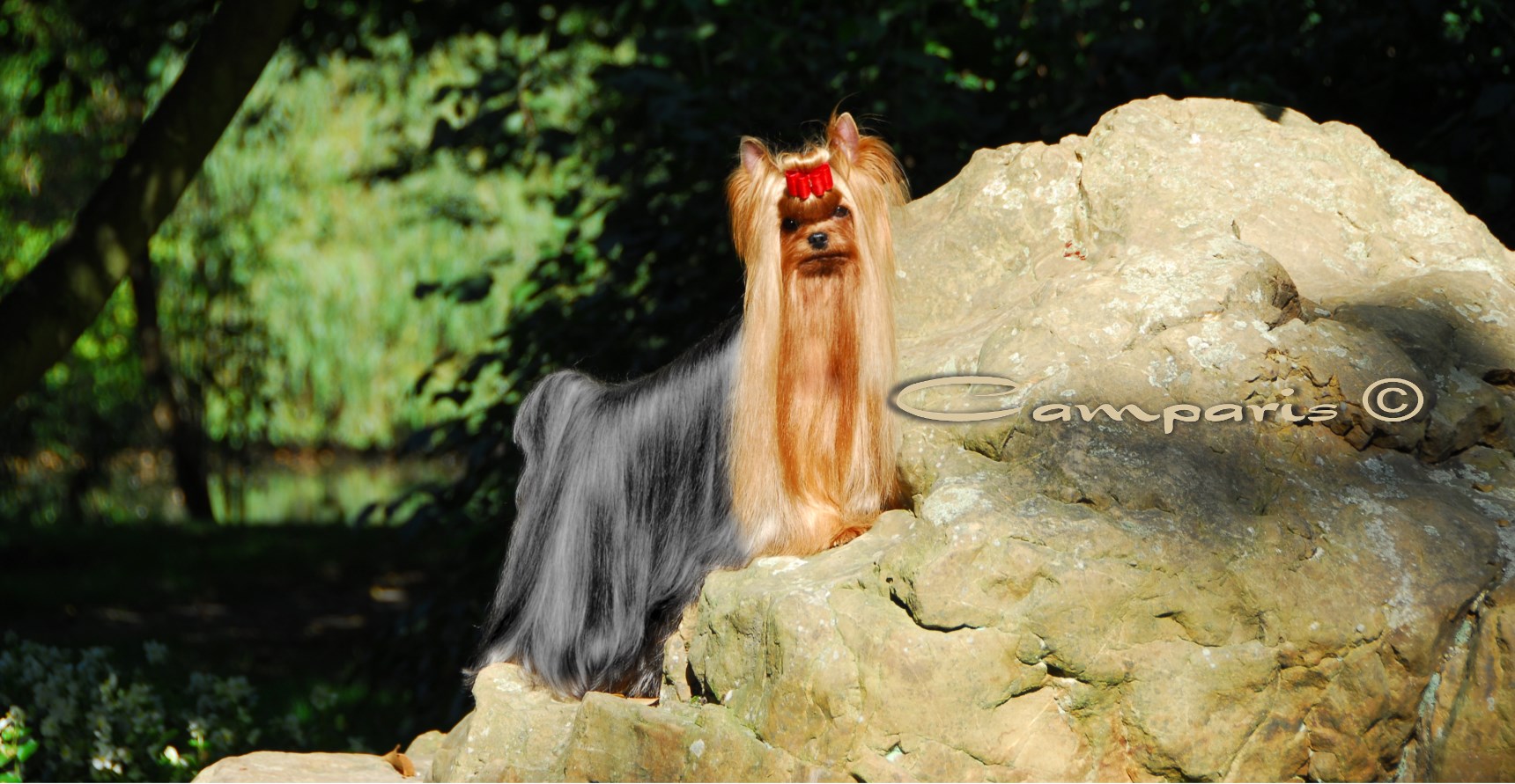 CAMPARIS CAMPARIS WESTWIND &mdash; Labaza DogPedigree YorkshireTerrier